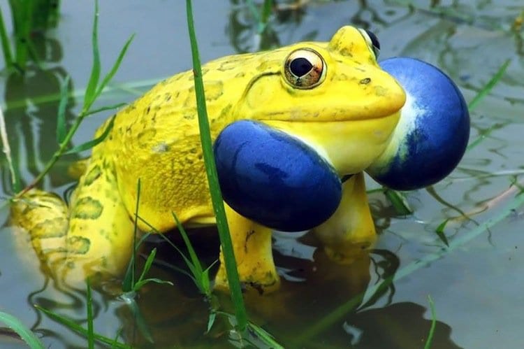 frog-bullfrog