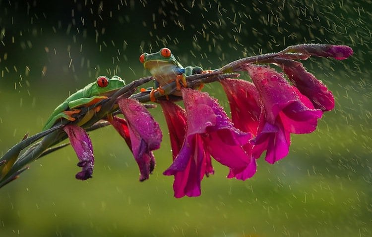 frog-flowers