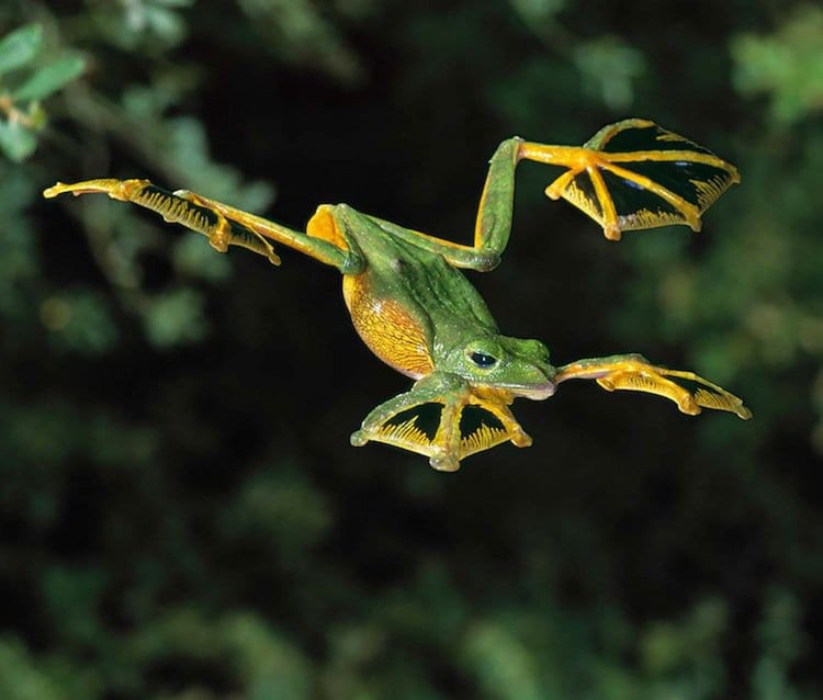 frog-flying