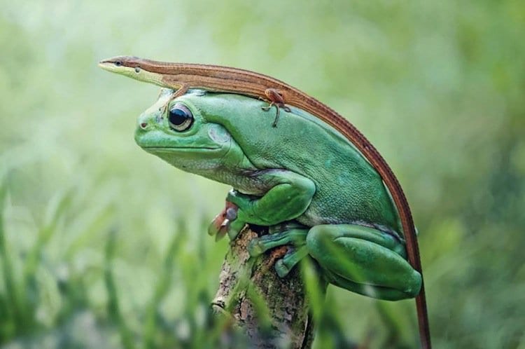 frog-lizard