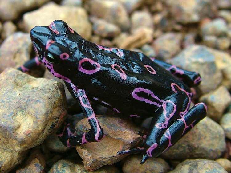 frog-purple