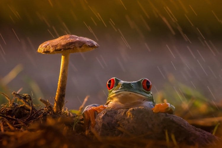 frog-rain