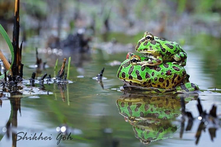 frog-ride