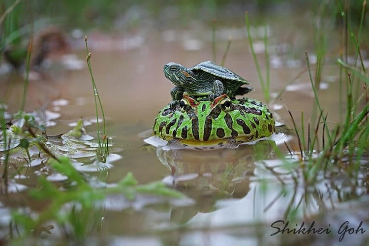 frog-turtle