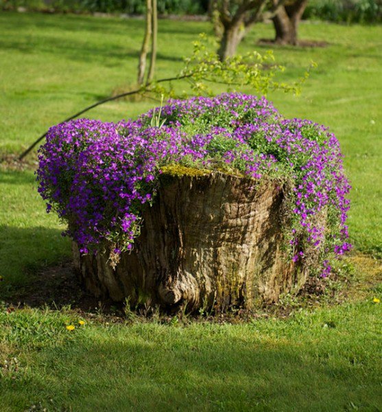 Tree Stumps Turned Into Gorgeous Planters Part