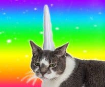 cat unicorn horn