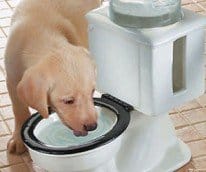 Toilet Bowl Pet Fountain