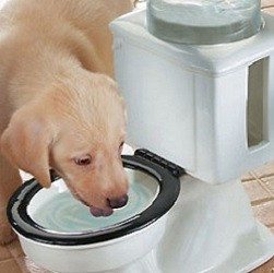 dog water bowl that looks like a toilet