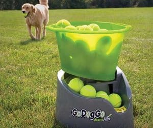 dog and automatic ball thrower