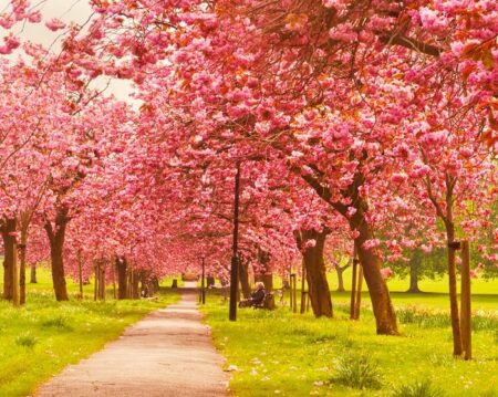 13 Enchanting Tree Tunnels You Need To Take A Walk Through