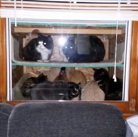 For Thanksgiving This Dad Built A 'Cat Aquarium' For Freezing Cats