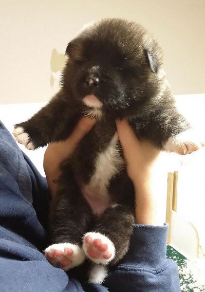 akita teddy bear