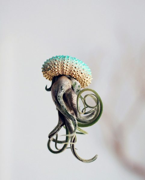 Cathy Van Hoang Creates Amazing Air Plant Jellyfish