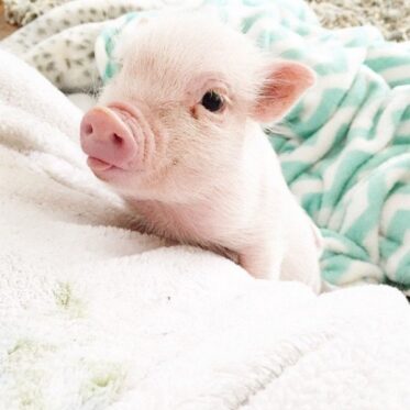 This Little Girl And Her Loyal Piglet Are The Cutest Pair Ever