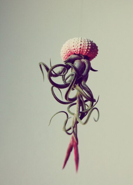 Cathy Van Hoang Creates Amazing Air Plant Jellyfish