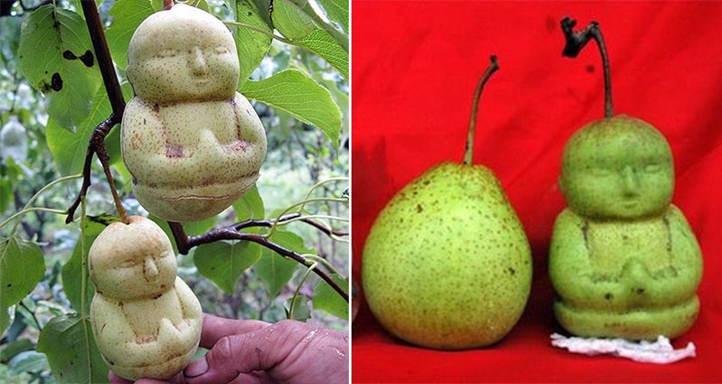 A Farmer In China Is Growing His Pears In The Shape Of Little Buddhas