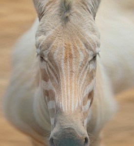 15 Of The Coolest And Cutest Looking Albino Animals