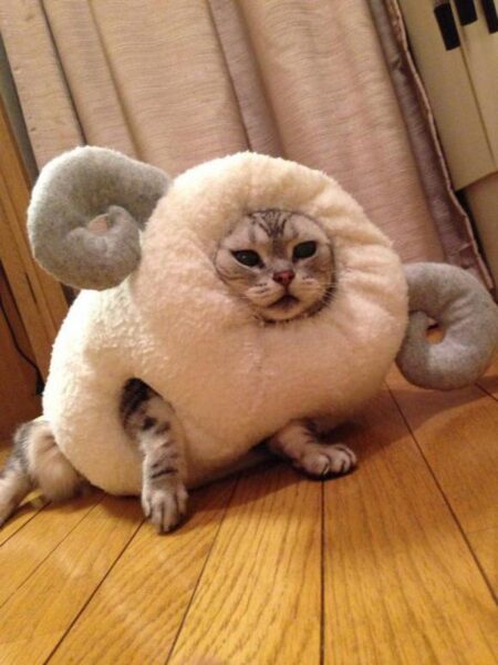 This Cat Celebrates The Chinese Year Of The Sheep In The Best Way Possible