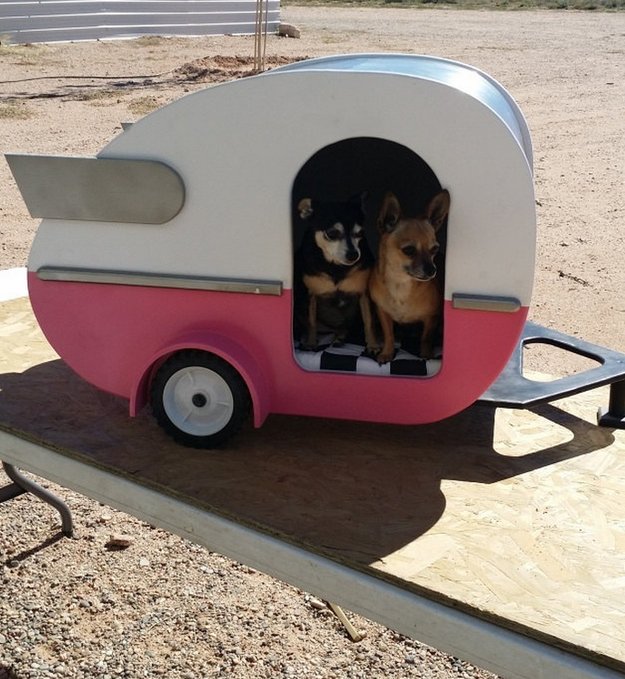 two dogs inside a camper van trailer