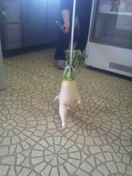 This Internet-Famous Running Radish Has Some Awesome Adventures