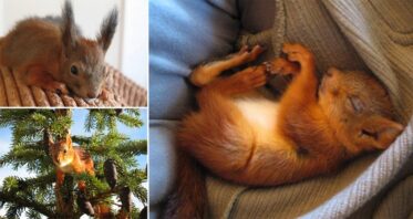 Finnish Family Adopt Baby Red Squirrel And It Lives With Them For Six Years