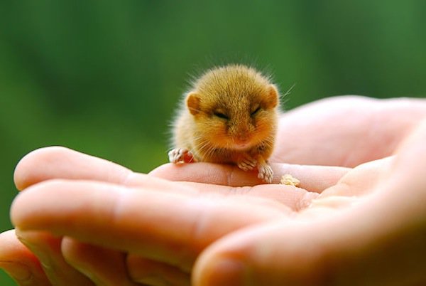 15 Super Cute Hand-Sized Baby Animals - Part 1