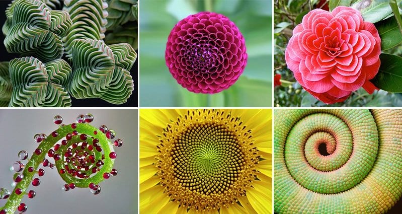 the geometrical beauty of plants