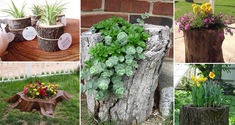 14 Tree Stumps Turned Into Gorgeous Planters - Part 1