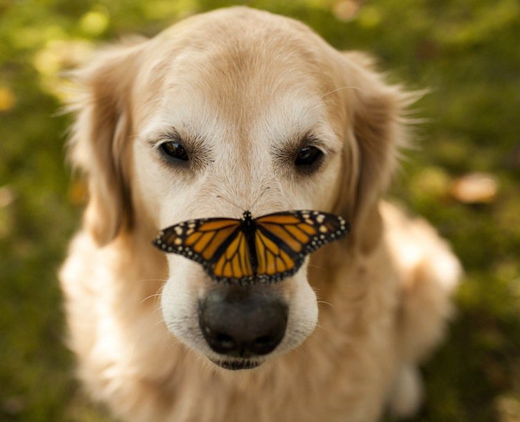 butterfly-dog