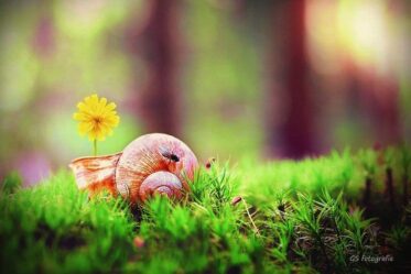 Photographer Gabi Stickler Shows Us The Beauty In Snails