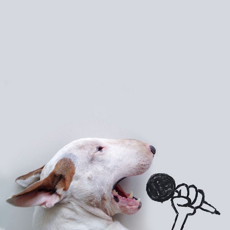 dog microphone