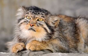 These Wild Manul Cats Are The Most Expressive Felines You Ll Ever See