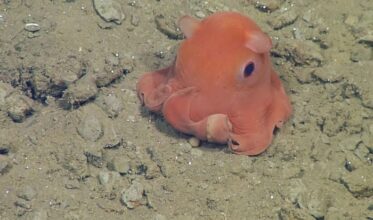 This Adorable Little Flapjack Octopus Is A Must See