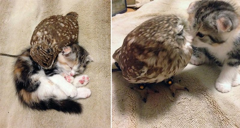 An Unlikely Friendship Has Formed Between This Adorable Kitten And Owlet  Pair