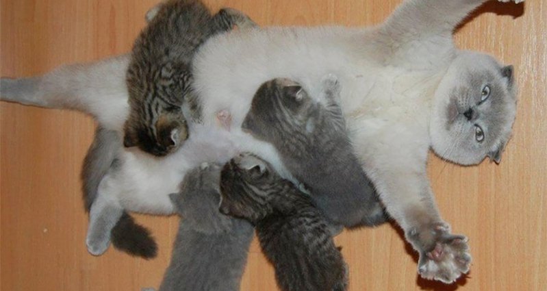 The Overwhelmed Look On This New Mommy Cat's Face Is Hilarious