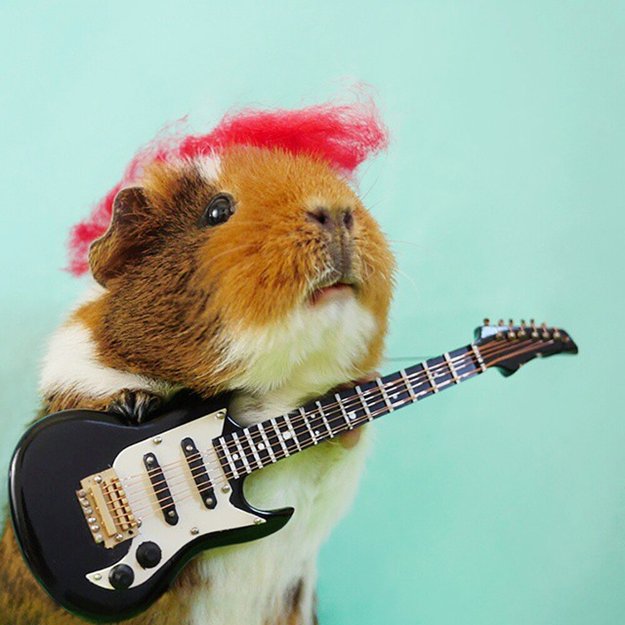 fuzzberta-cosplaying-guinea-pig-guitar