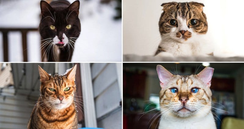 You Will Adore These Cats Faces Showing Cute Emotions