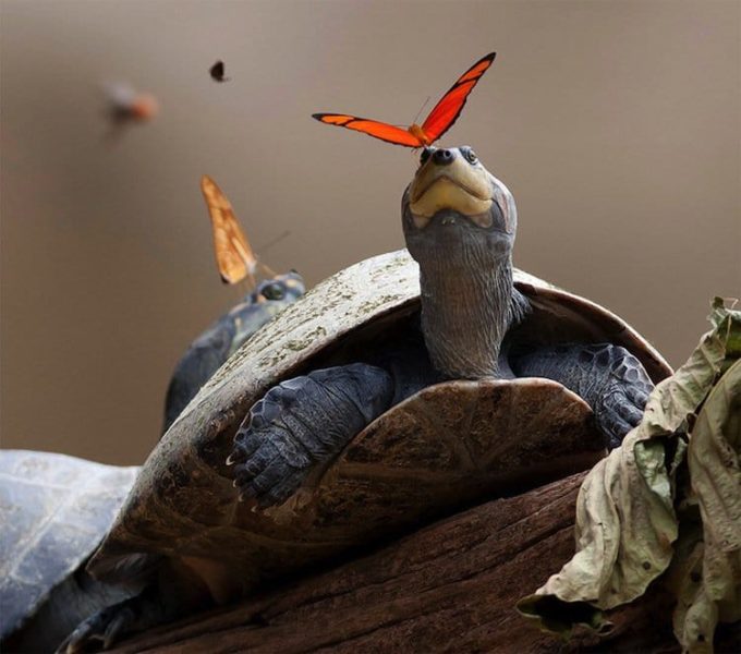 These Butterflies Are Actually Drinking Tears From The Eyes Of Turtles