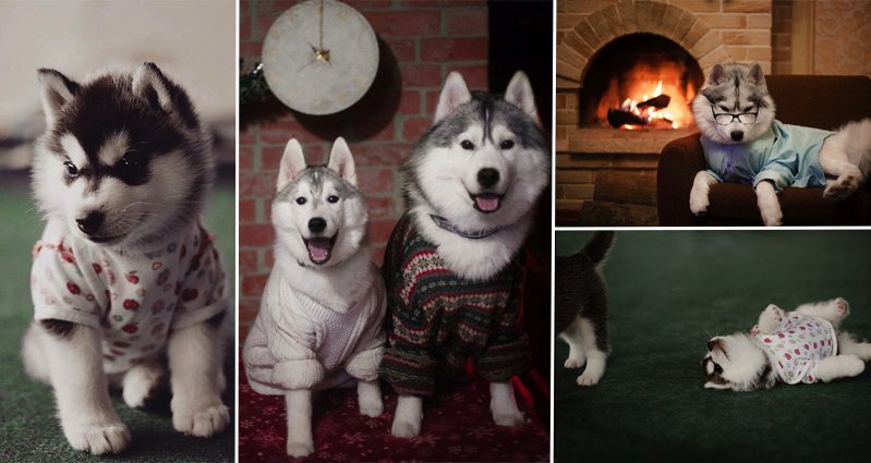 husky clothes