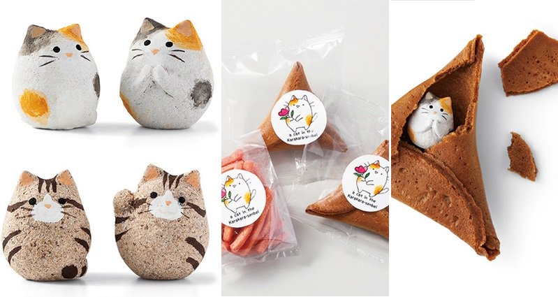 cat fortune cookies