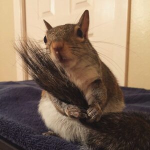 Meet 'Jill' The Cute-As-Pie Squirrel Rescued After A Hurricane