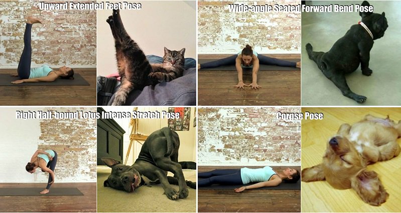 Vector yoga cat pose Stock Vector Images - Page 2 - Alamy