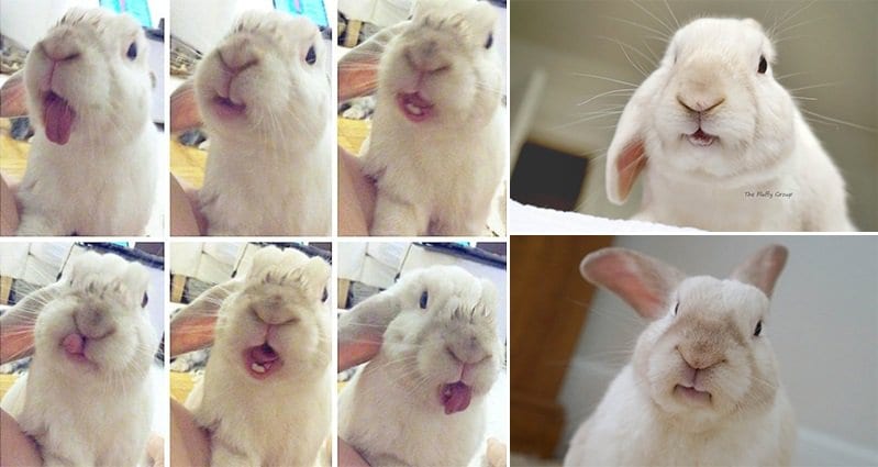 Meet 'Arnie' The Bunny Who Pulls The Most Amazing Faces