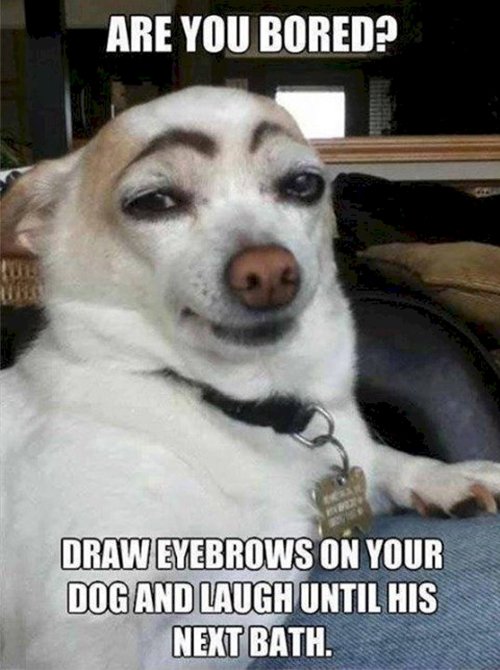 boredom-dog-brows