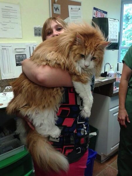 15 Maine Coon Cats That Dwarf Your Average Household Kitty