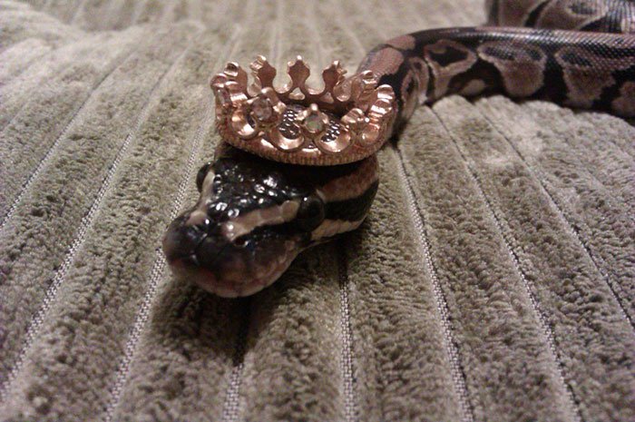 snake-crown