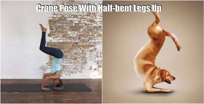 yoga-pooch
