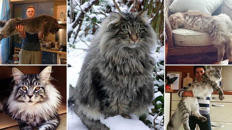 14 Of The Biggest And Most Beautiful Maine Coon Cats Ever