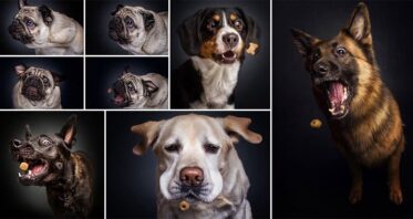 Christian Vieler Takes Wonderful Photos Of Dogs As They Try To Catch Treats