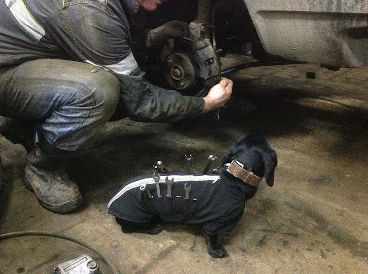 Adorable Dog Helps Men Repairing Cars 
